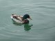 Thumbs/tn_P1010377.jpg