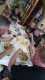 Thumbs/tn_AUVX2384.jpg